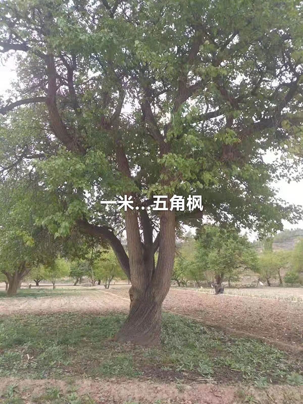 古樹