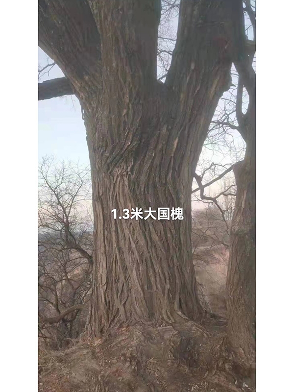 古樹