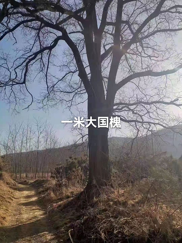 古樹