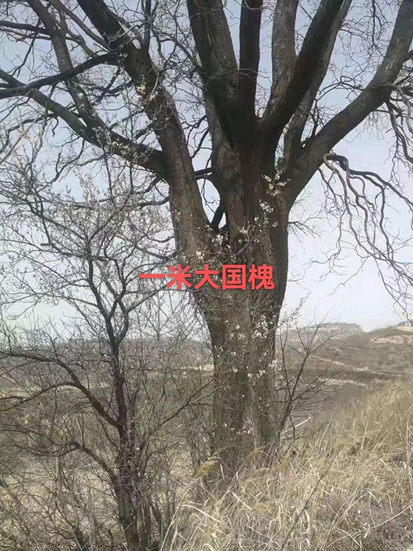 古樹