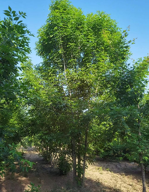 郓城縣郓城縣昊源苗木種植場