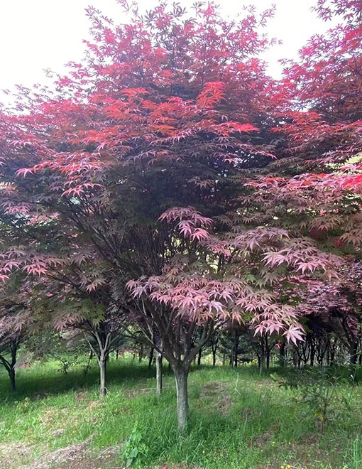 郓城縣郓城縣昊源苗木種植場