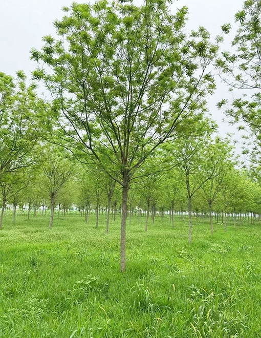 郓城縣郓城縣昊源苗木種植場