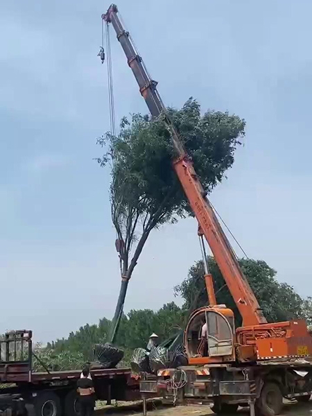 裝車現場（視頻）